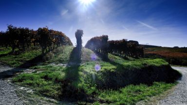 Франция прогнозира спад с 12% на производството на вино