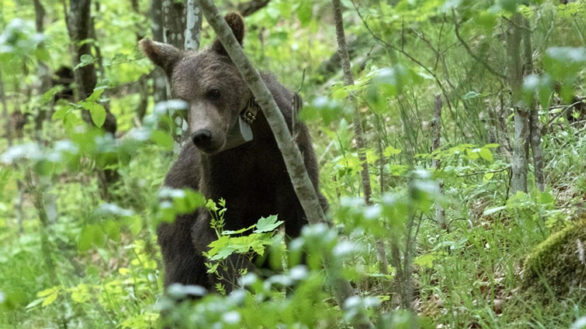 Министерство на околната среда и водите и Фондация Четири лапи