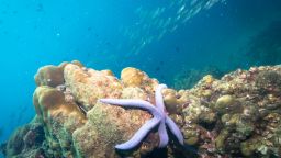Загиват 17 на сто от морските видове, ако затоплянето продължи