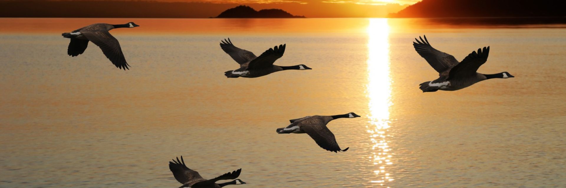 Днес е международният ден на прелетните птици (галерия)