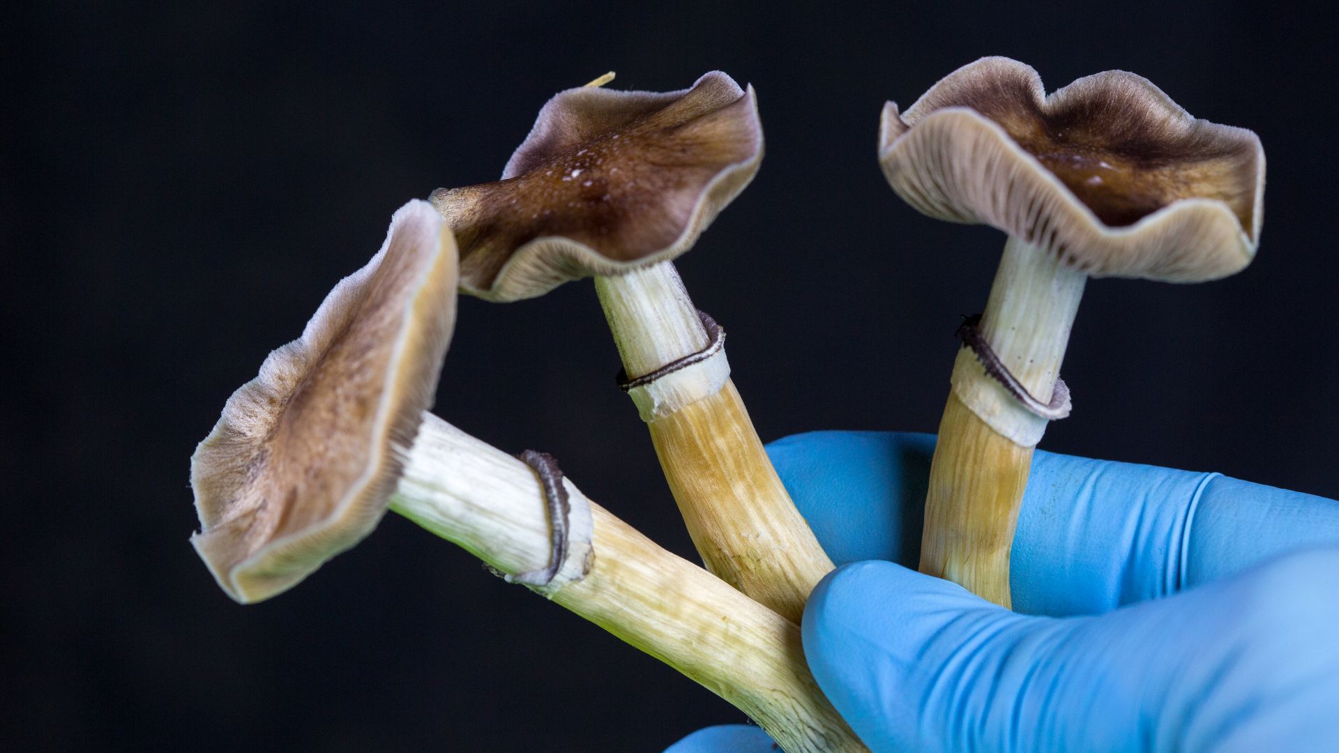 Денвър стана първият американски град декриминализирал употребата на халюциногенни гъби