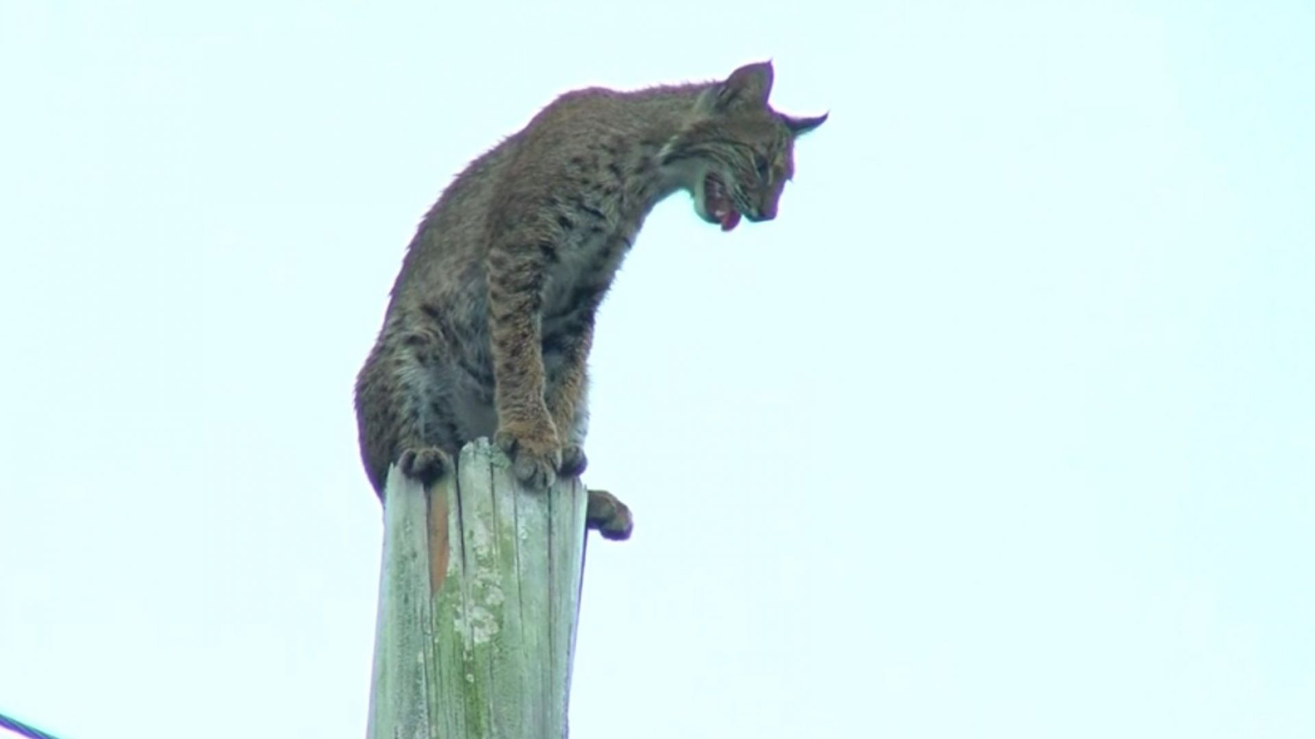 Дива котка "кацна" на върха на електрически стълб във Флорида (видео)