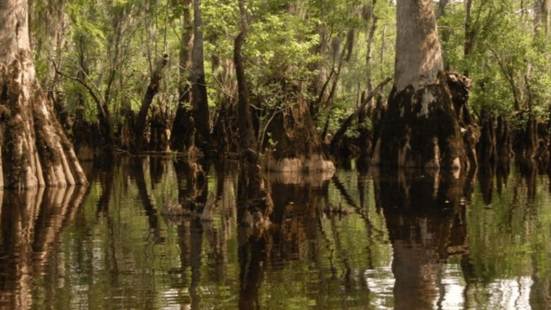 Учени откриха дърво на 2624 години в блато в Северна