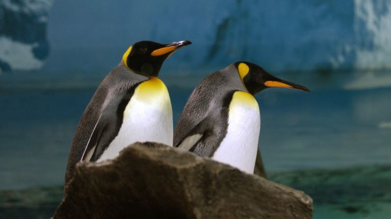 Имат ли връзка пингвините с озоновата дупка?