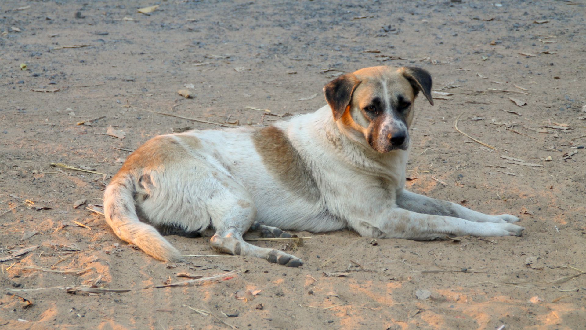 Жителите на Пазарджик няма да бъдат глобявани ако хранят бездомни