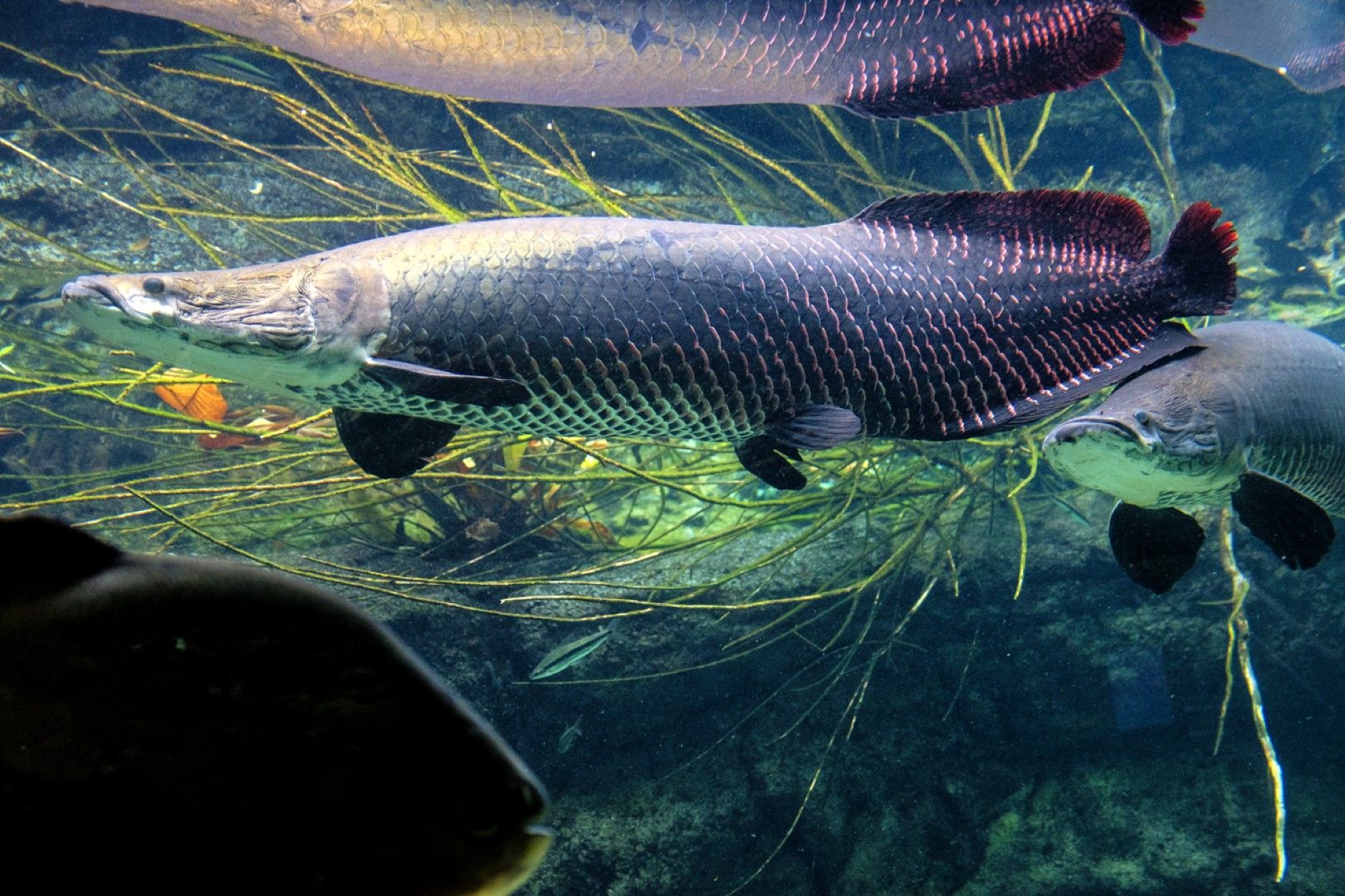 Сладководна речна риба Пираруку