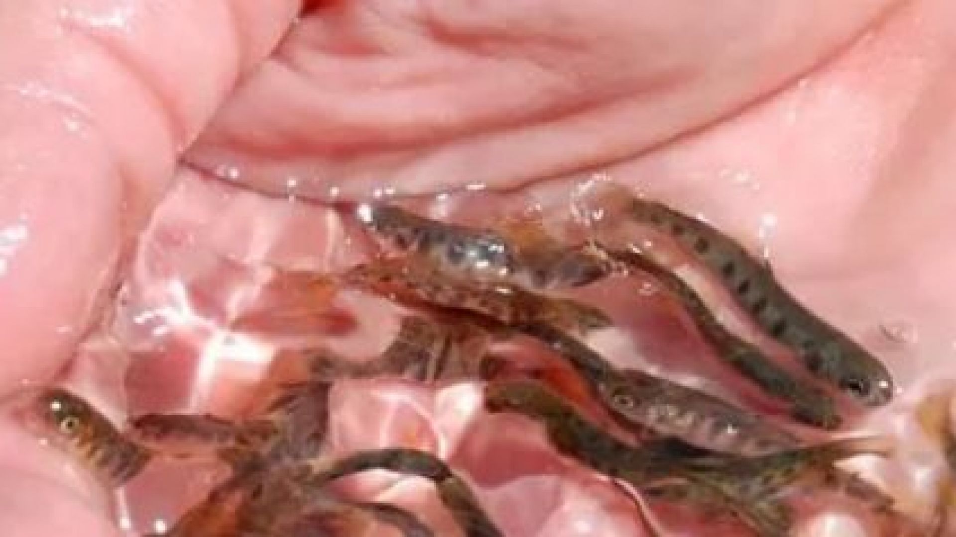 Държавното ловно стопанство в Балчик ще зариби река Батова която