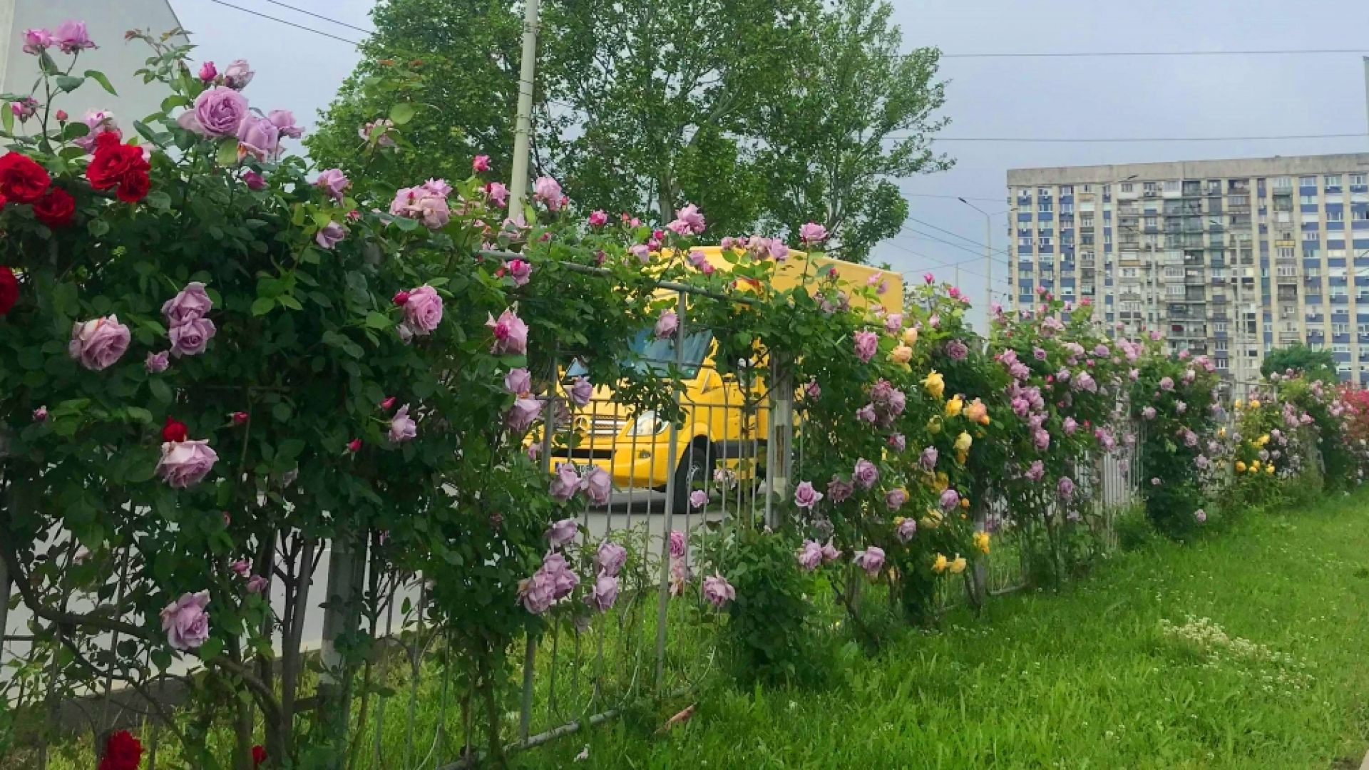 Красиви храстовидни рози красят русенския булевард Липник