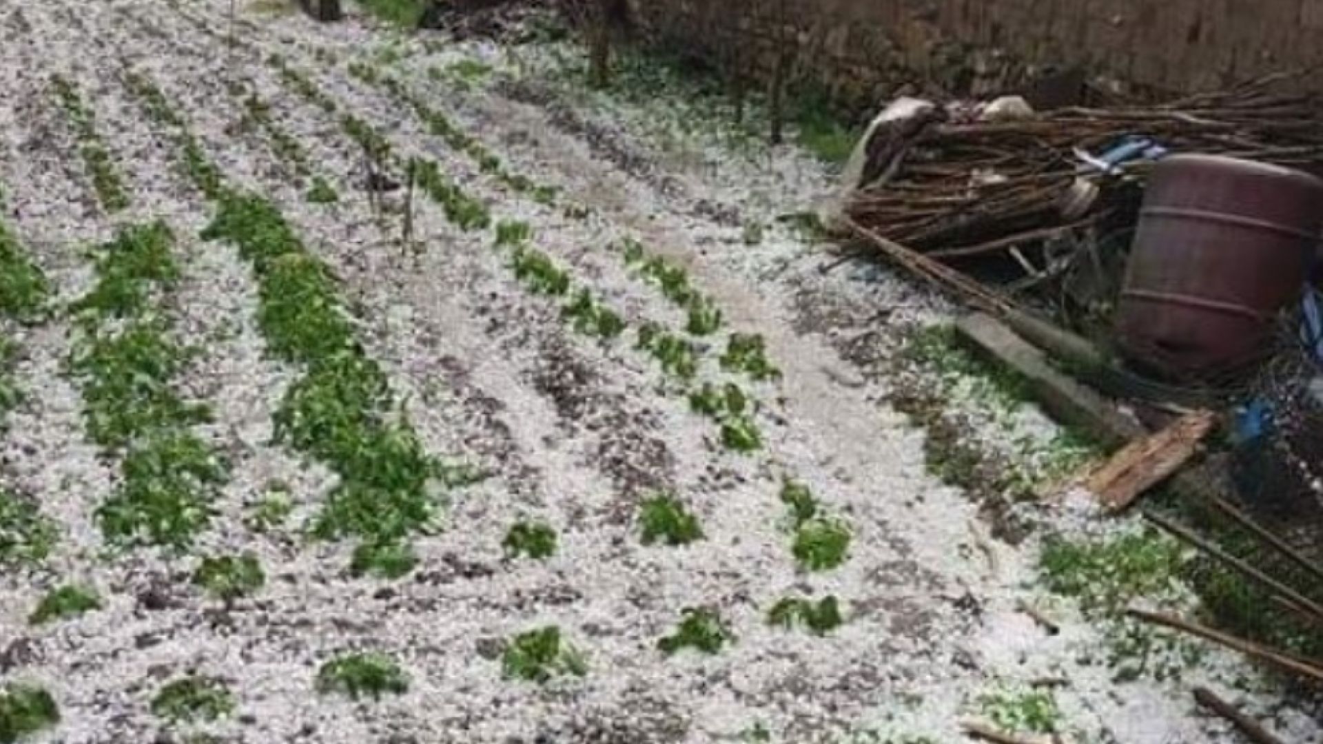 Ураганен вятър и градушка с големина на бобено зърно нанесоха