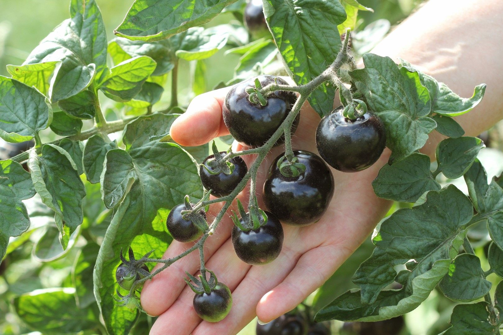Черни домати, наричани "Кумато"