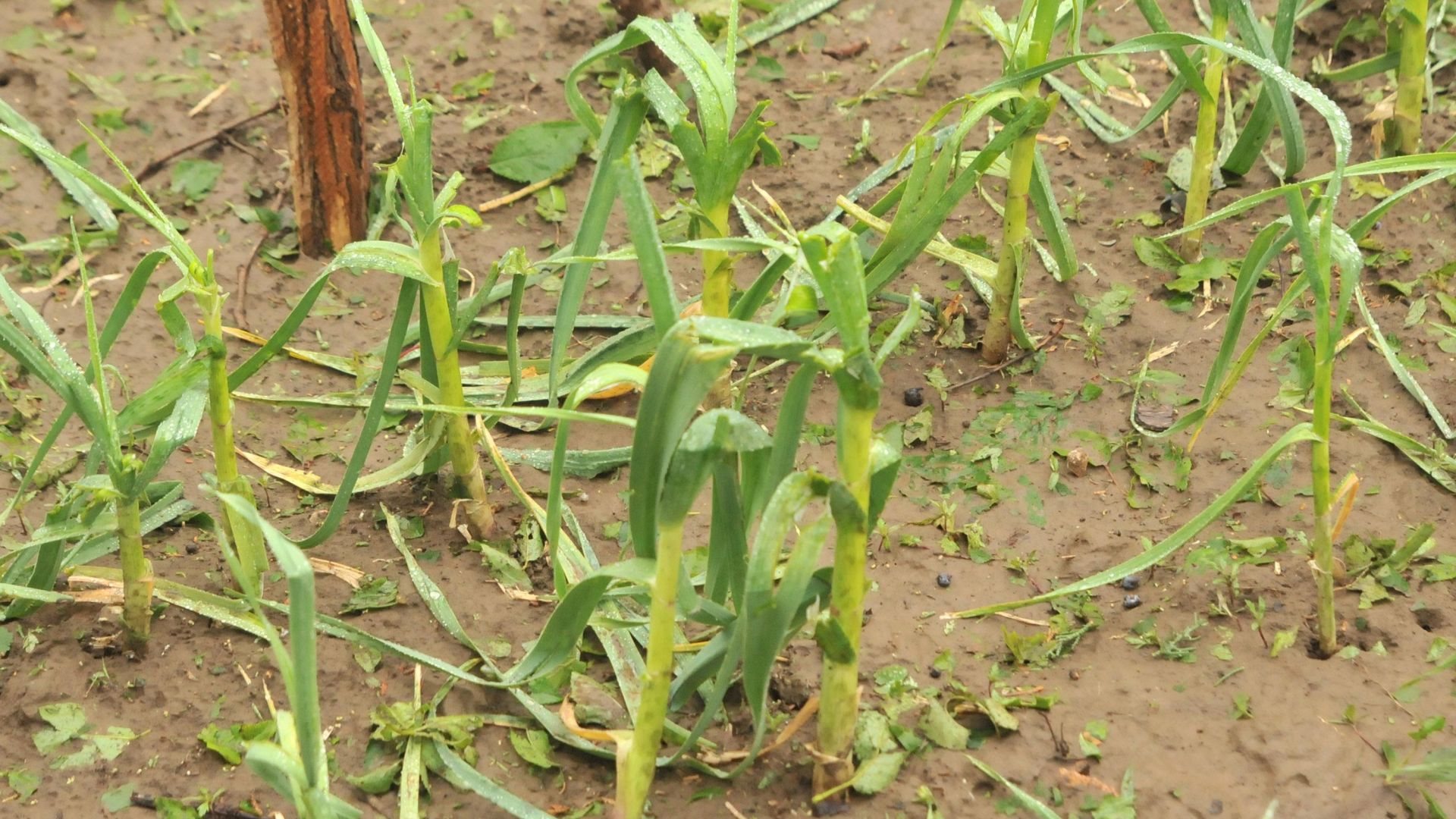 Силен вятър придружен с пороен дъжд и градушка е нанесъл