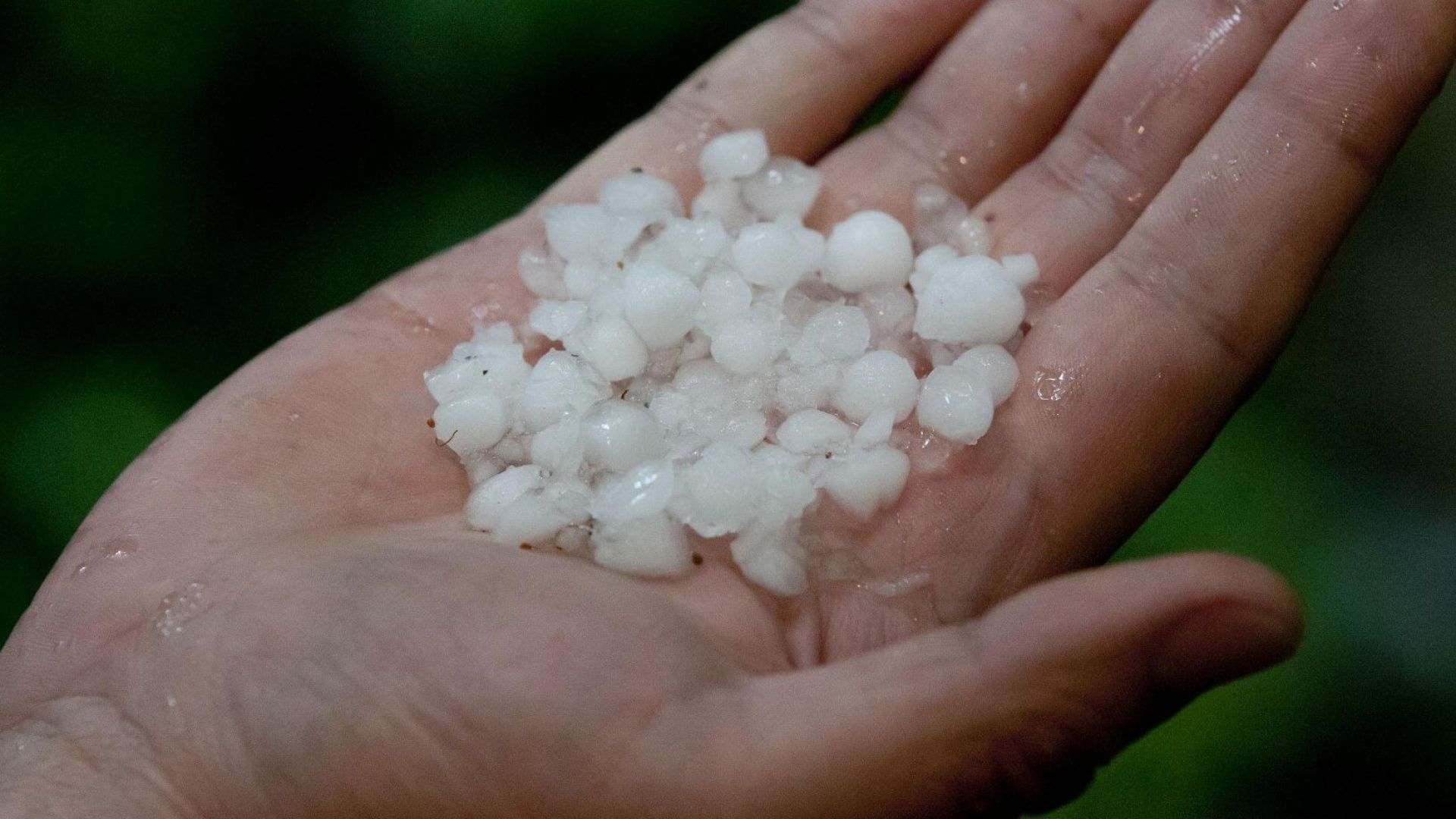 Градушка с размерите на лешник е паднала в Свищовско нанесени