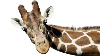 Как жирафите са придобили дългите си шии?