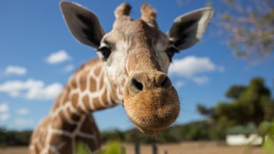 Кимбар най възрастният мъжки жираф в Европа беше евтаназиран в австрийска