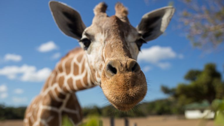 Кимбар, най-възрастният мъжки жираф в Европа, беше евтаназиран в австрийска