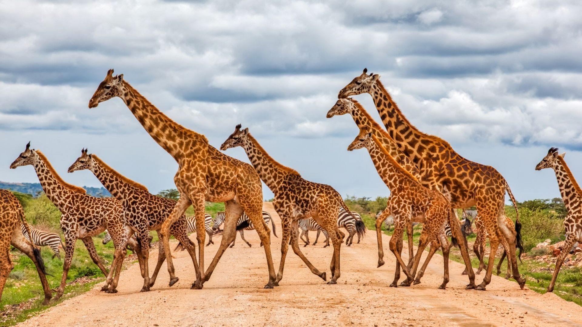 Жираф без петна се роди в Тенеси