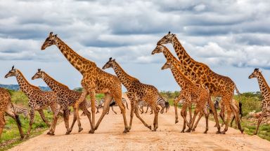 Търсенето на храна е довело до еволюцията на дългата шия на жирафите