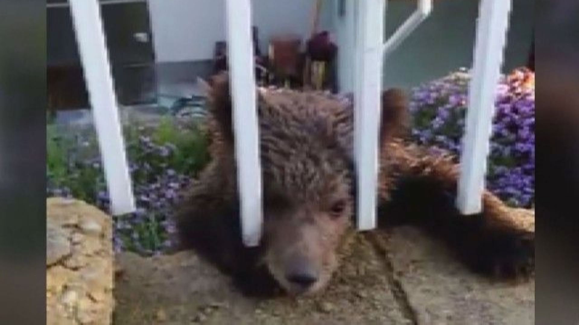 Мечето беше доста стресирано и доста безпомощно защото е само