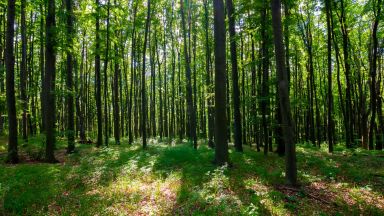 Учени: гората представлява единен организъм