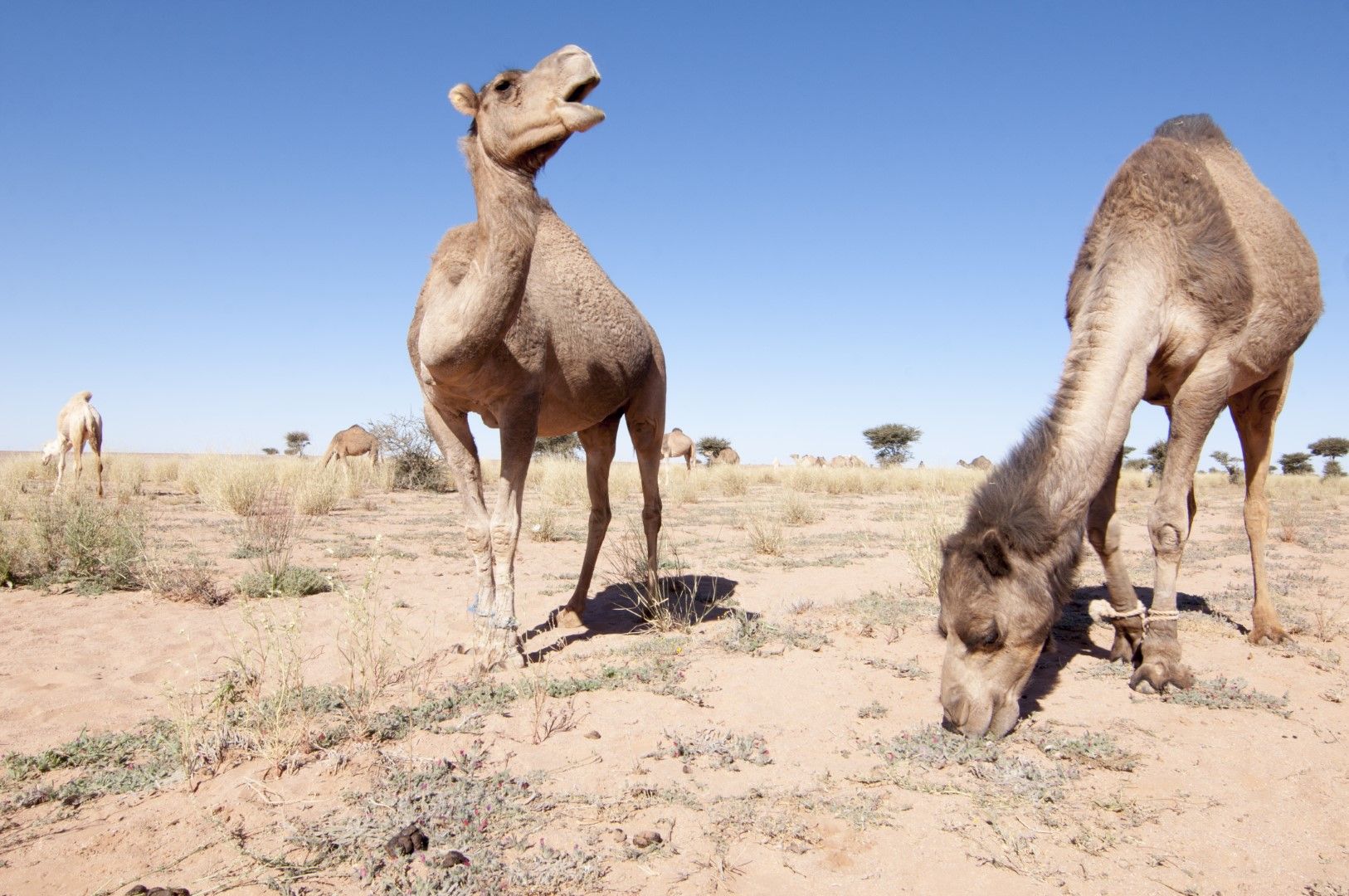 Дори камилите изнемогват от горещините