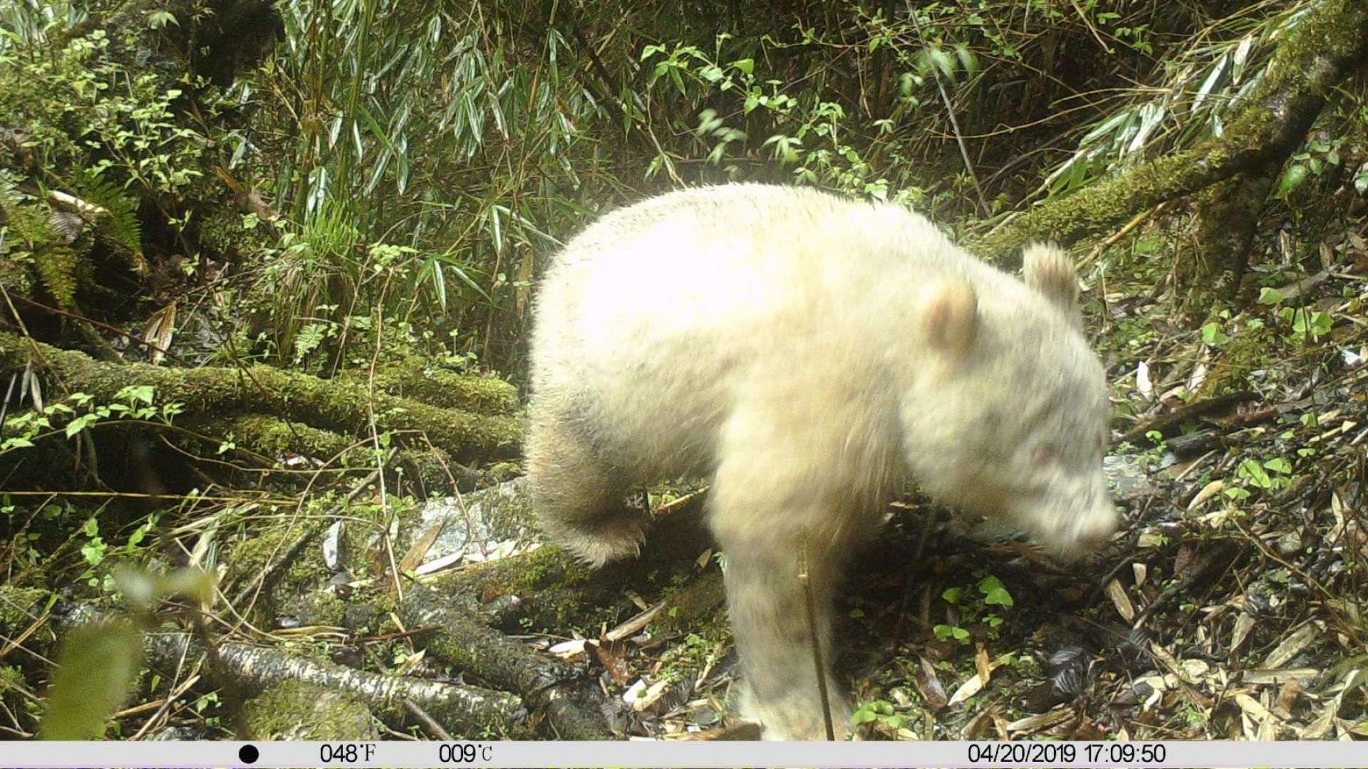 Уникална бяла панда е заснета с камера в природен резерват