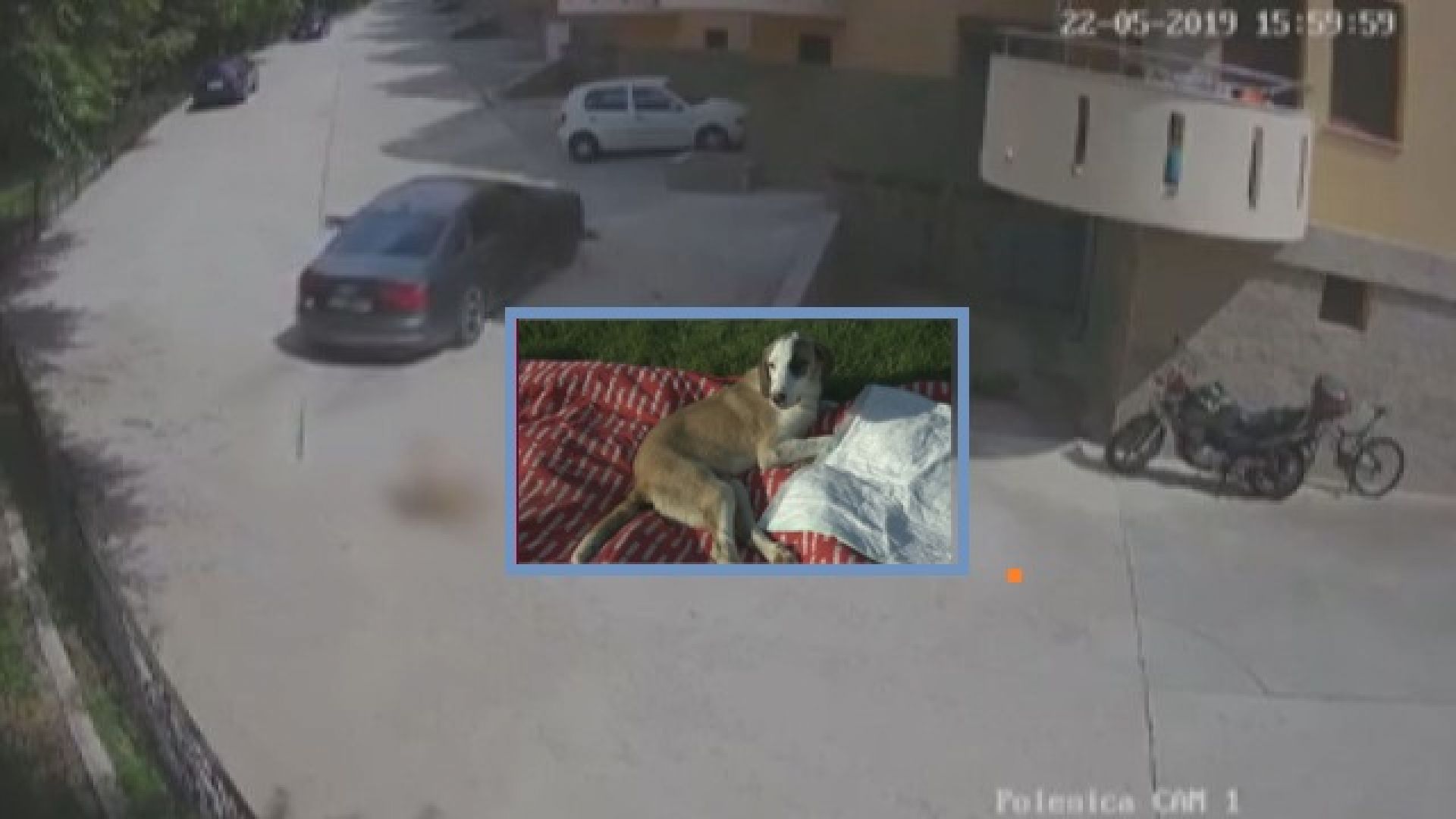 Мъж прегази с автомобила си бездомно куче в Сандански Видеозаписът