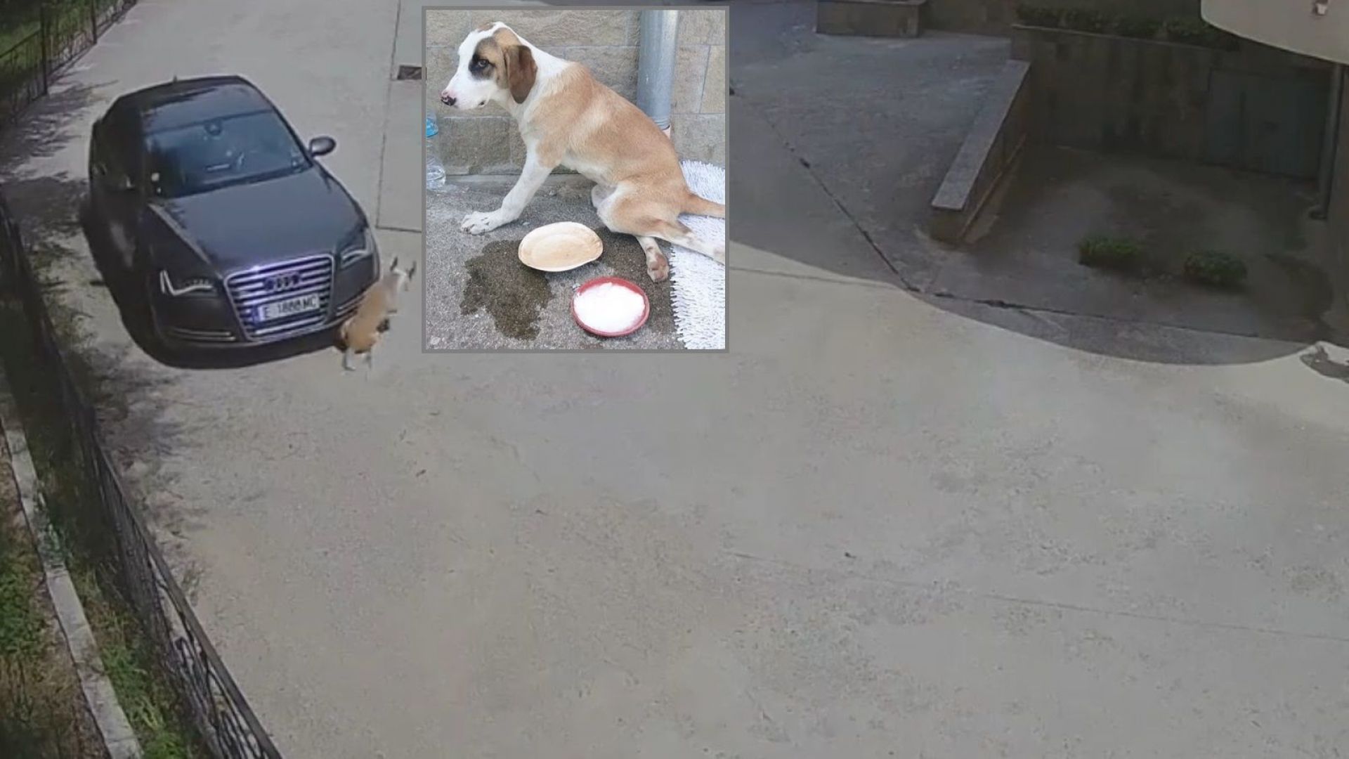Агресия на пътя - шофьор прегази бездомно куче