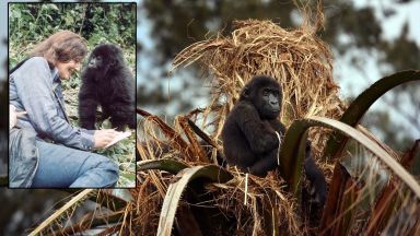 Почина Попи - последната "горила в мъглата" на убитата Даян Фоси (видео)