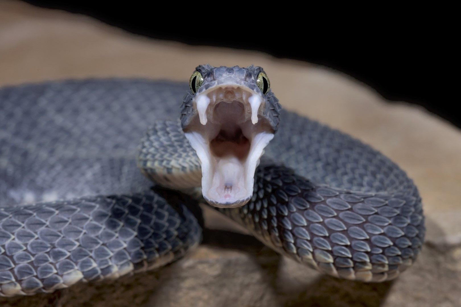 Ръст в популациите на змии и паяци се очаква в Австралия заради феномена Ла Ниня