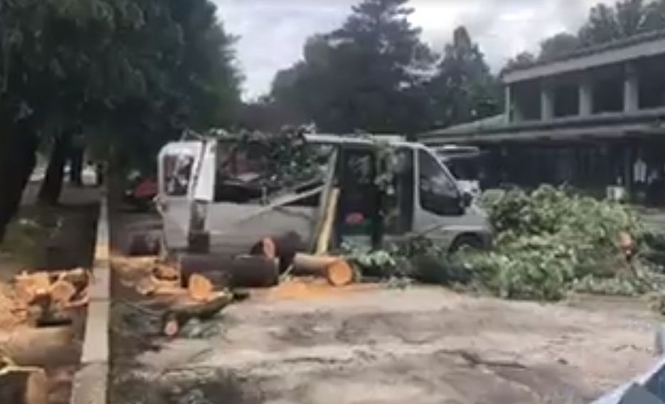Дърво падна върху бус