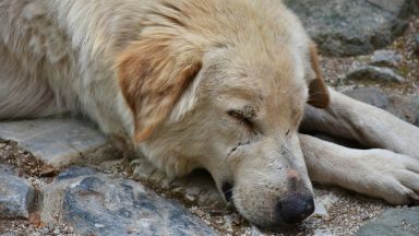 Отровиха над 20 кучета и котки в Благоевград 