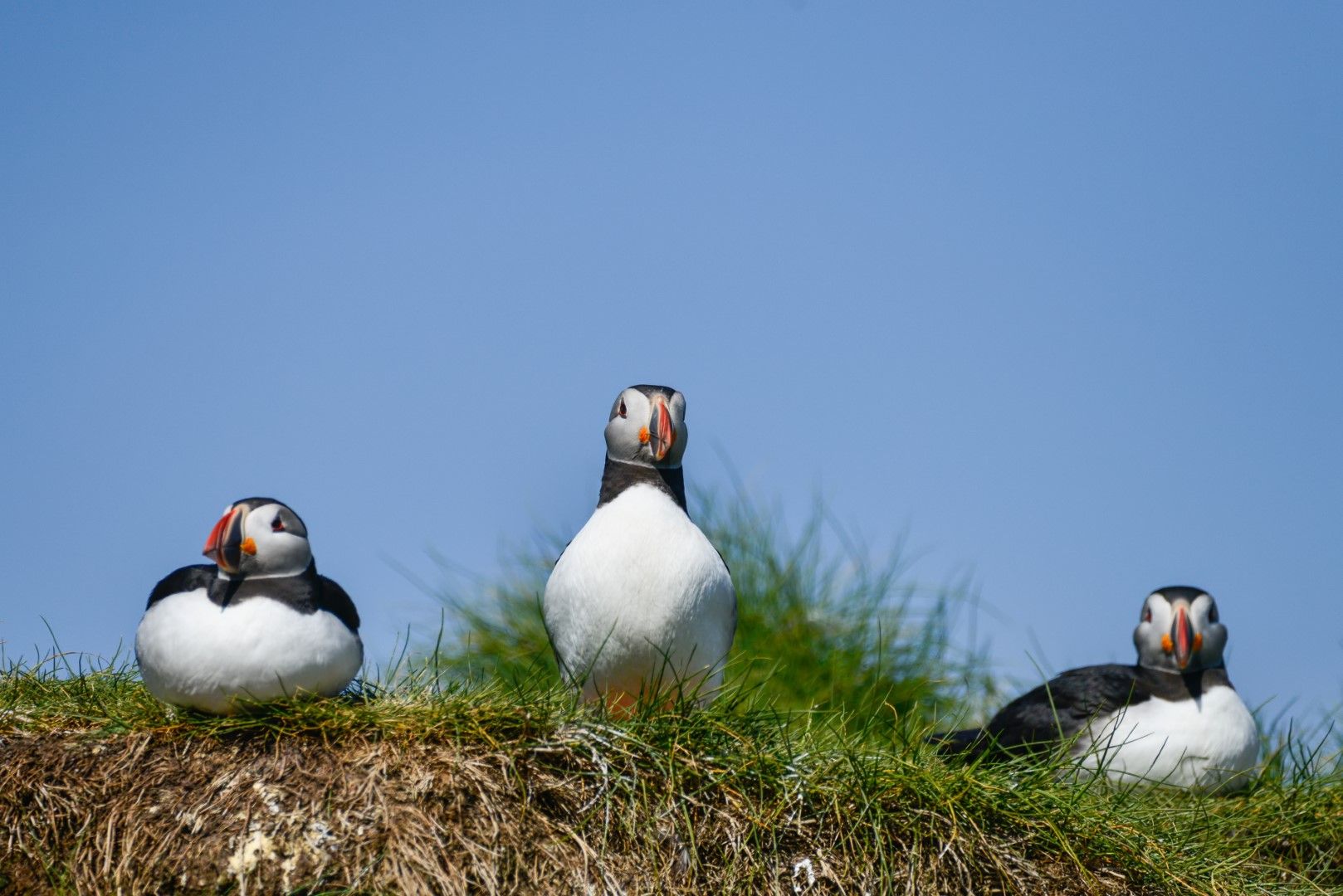 Почти 30 процента от птичите видове  във Великобритания са  застрашени