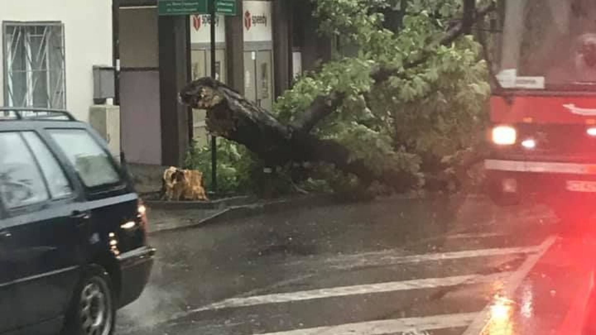 Пороен дъжд и ураганен вятър връхлетяха и Стара Загора в