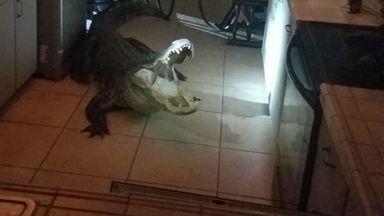 Пенсионерка от Флорида намери 3,5-метров алигатор в кухнята си (снимки+видео)
