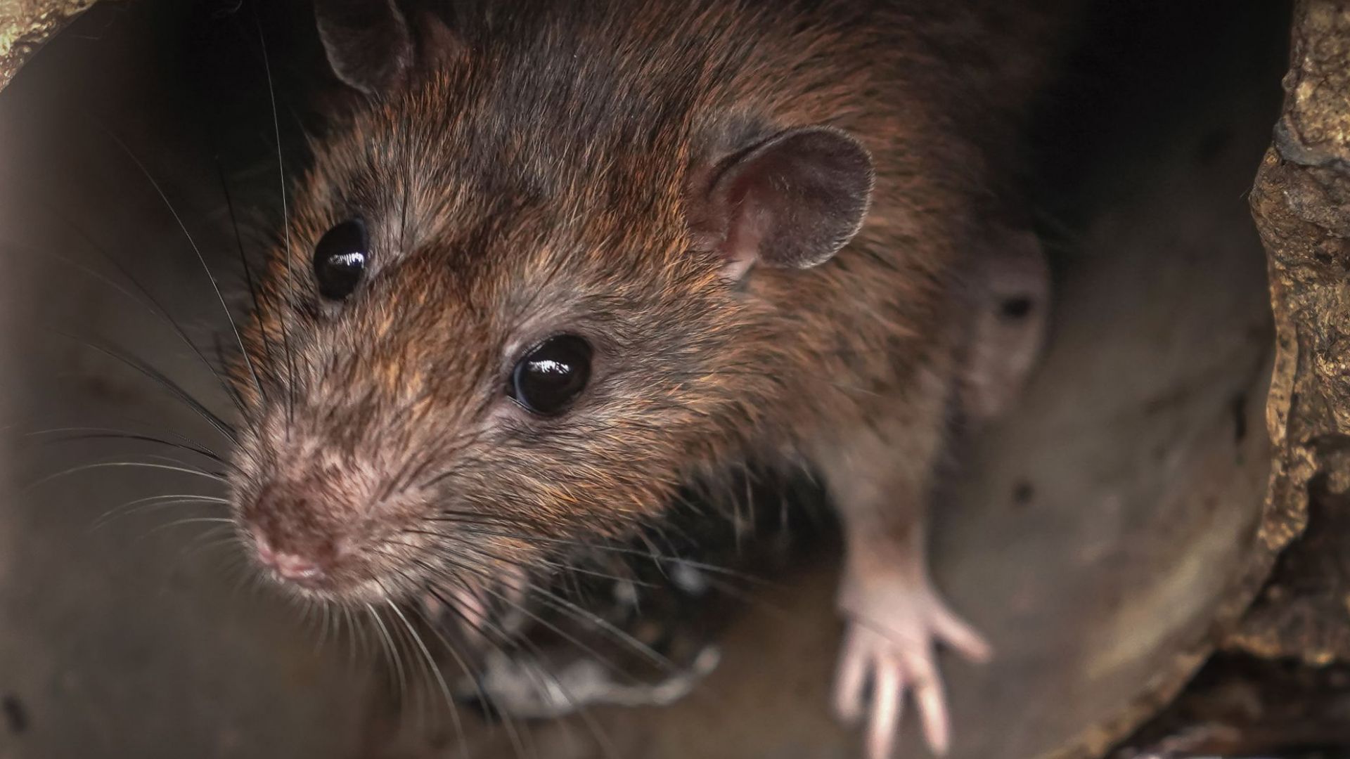 Пътниците в нюйоркското метро наскоро са станали свидетели на необичайна