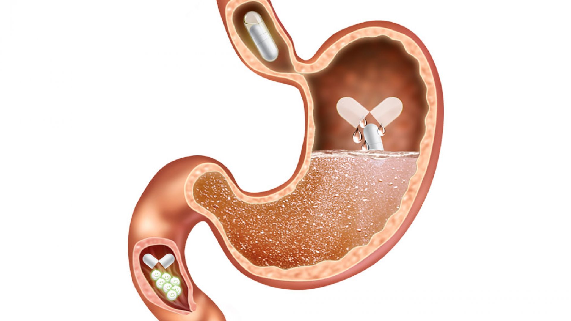 Последно поколение пробиотик преобърна изцяло представите битували досега Новата разработка
