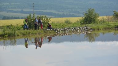 Мъртви прасета изплуваха от река Янтра в покрайнините на горнооряховското