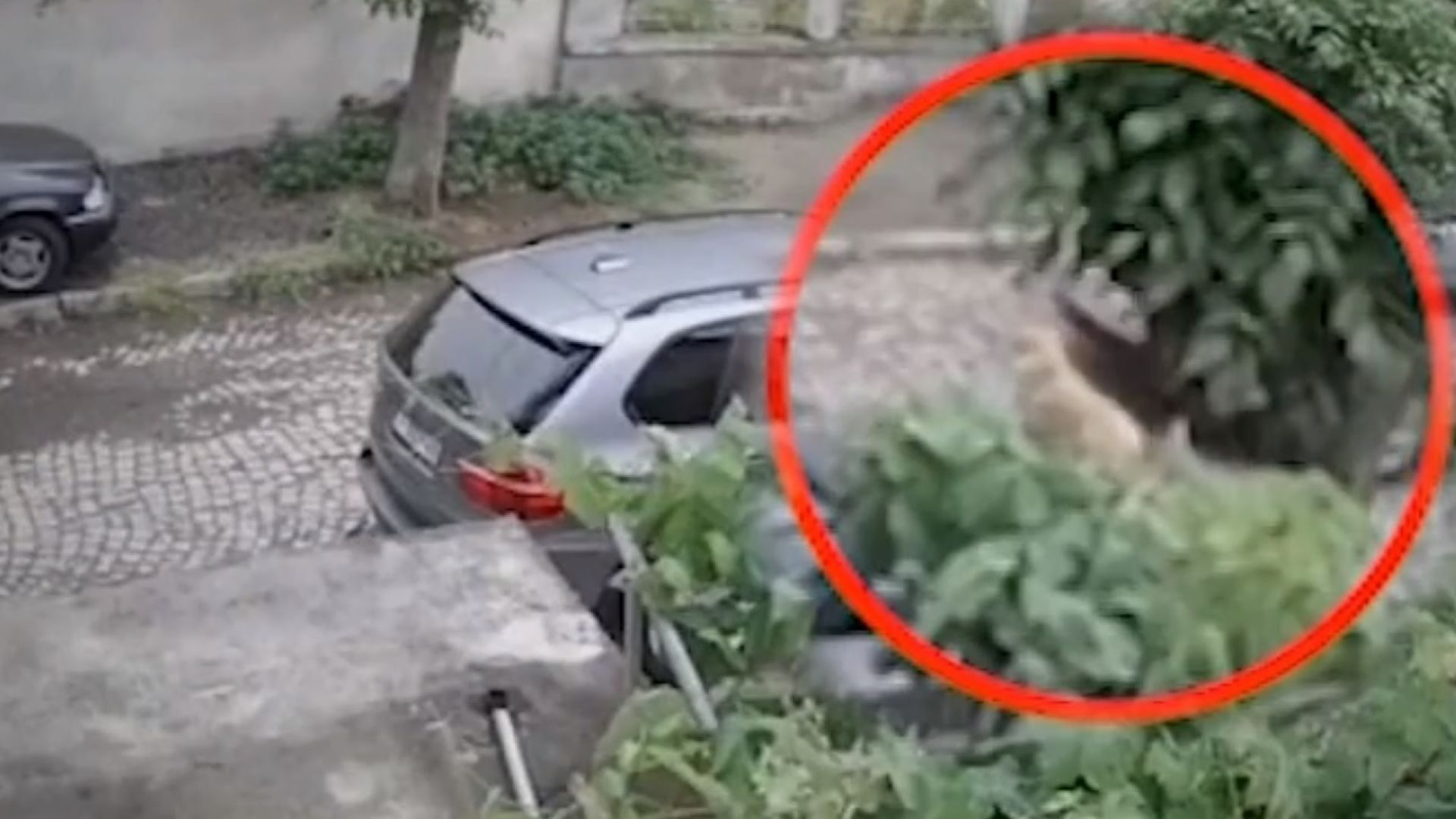 Мъж мина с автомобила си през бездомно куче за което