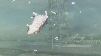 Солунският залив се напълни с мъртви мишки (видео)