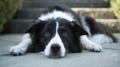 Кучетата се заразяват" от стреса  на стопаните си