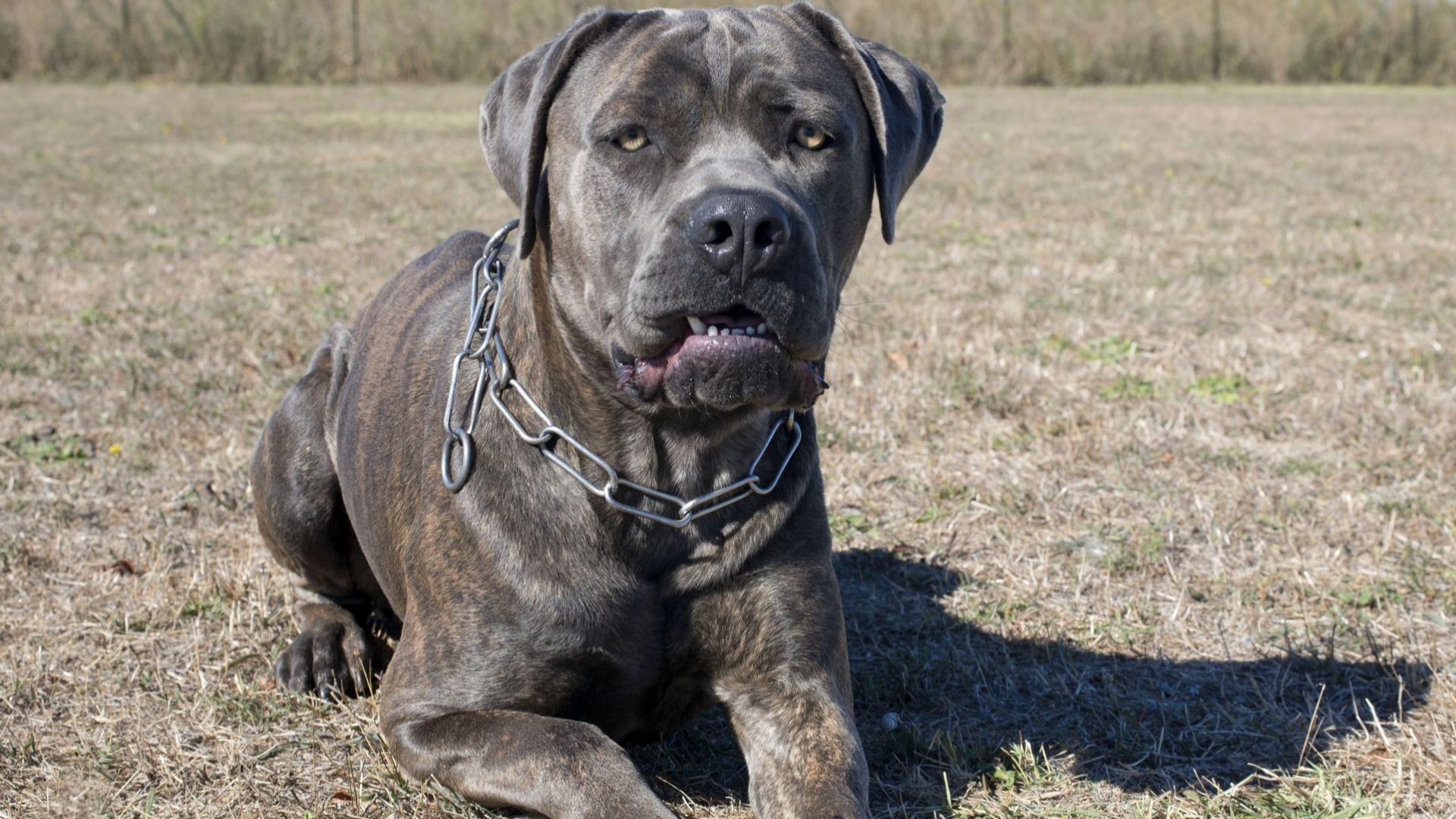 39 годишен мъж е бил нападнат и убит от пет домашни