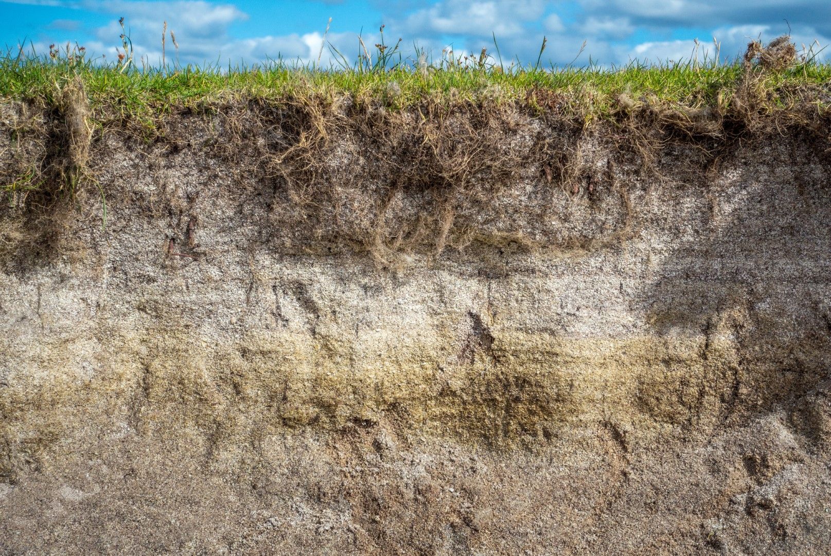 Почвата крие огромни количества органична материя