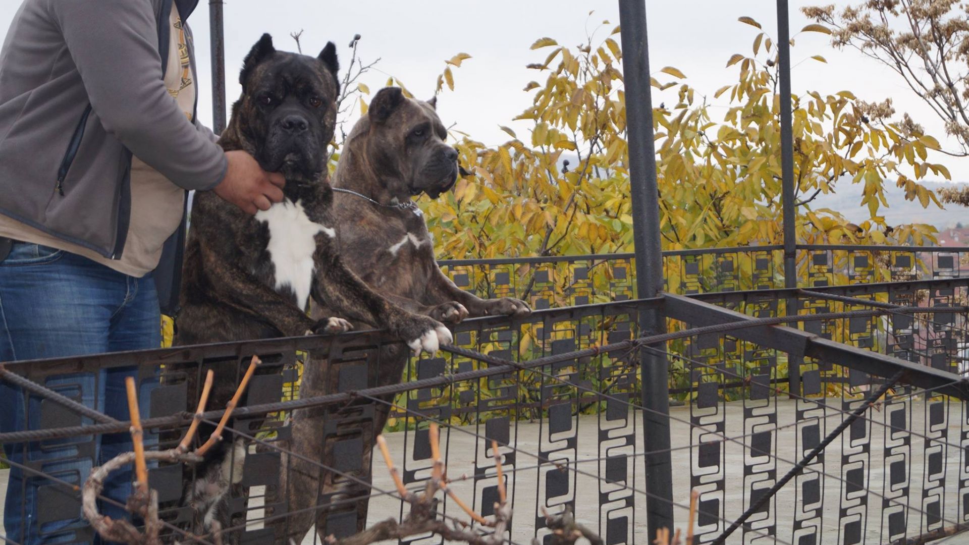 Близките на 39 годишния Димитър от софийското село Владо Тричков който