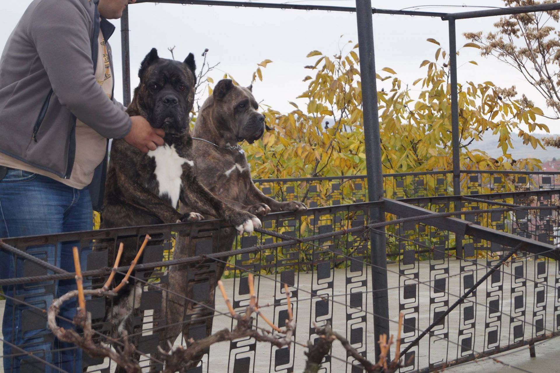  Карагьозов отглеждал кучетата във вилата си във Владо Тричков 