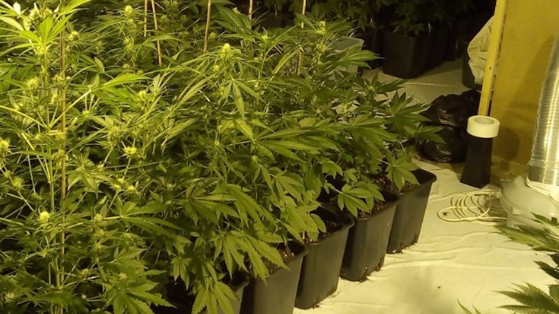 Служители на Главна дирекция Национална полиция разкриха две наркооранжерии в