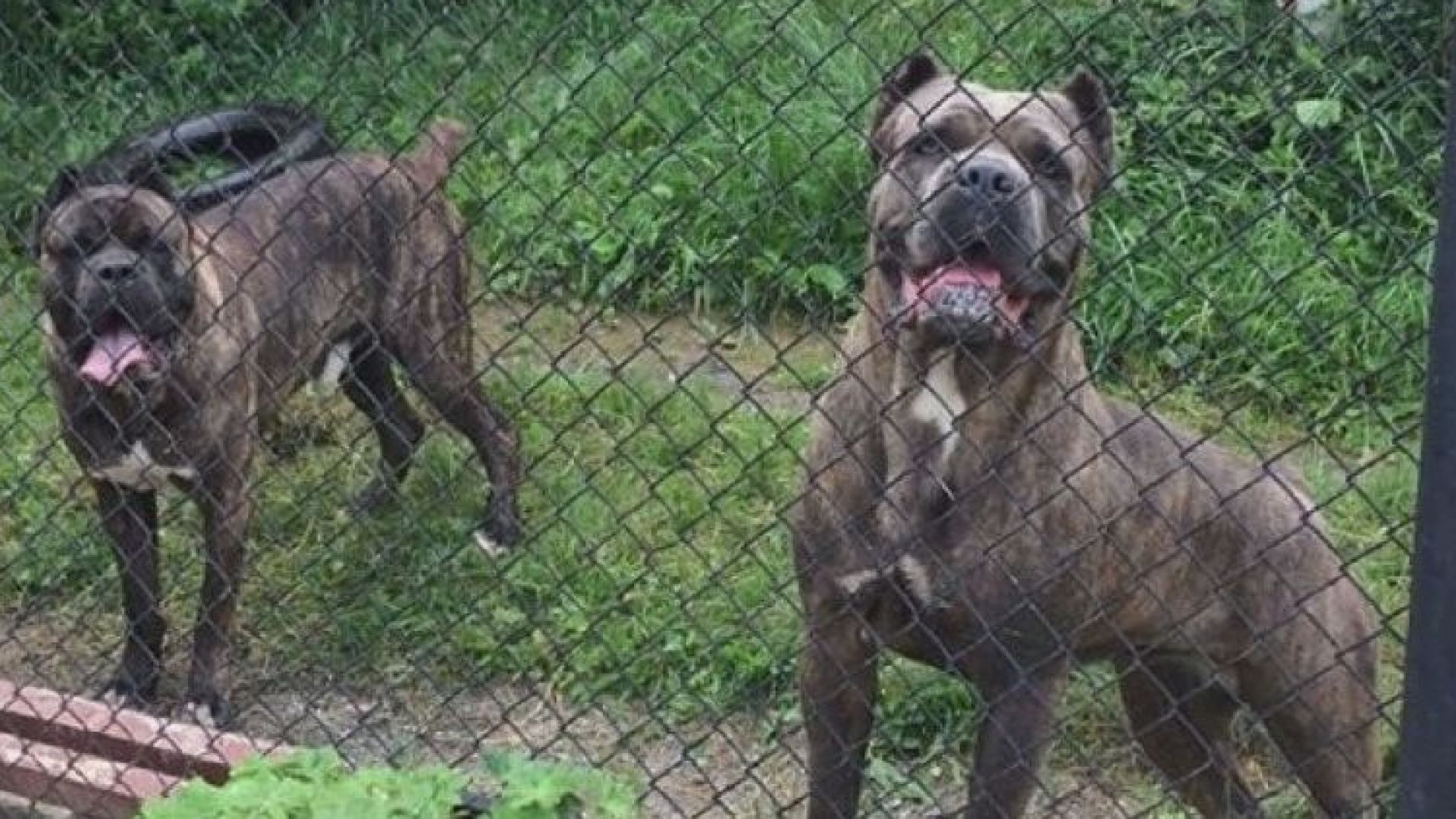 Хората във Владо Тричков предполагат че агресивните кучета които убиха