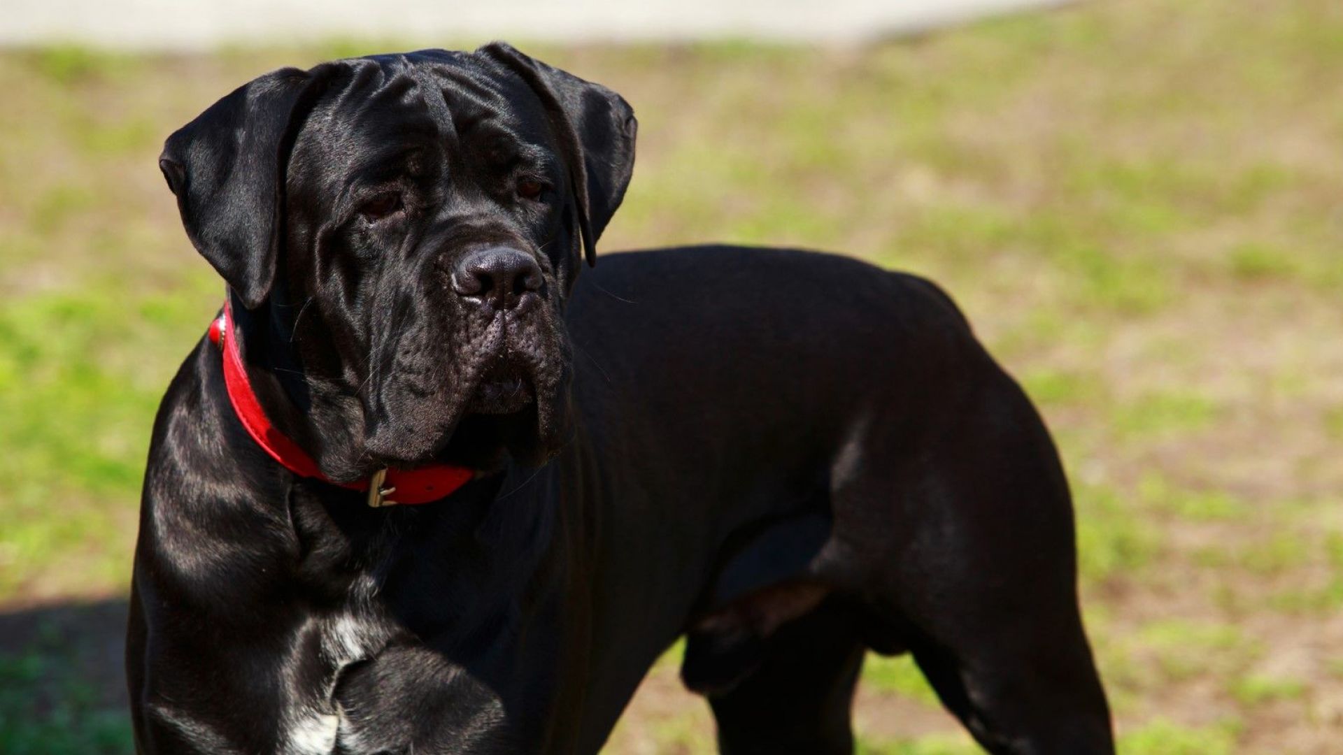 Жена е намерила трупа на убития от кучета мъж Ето