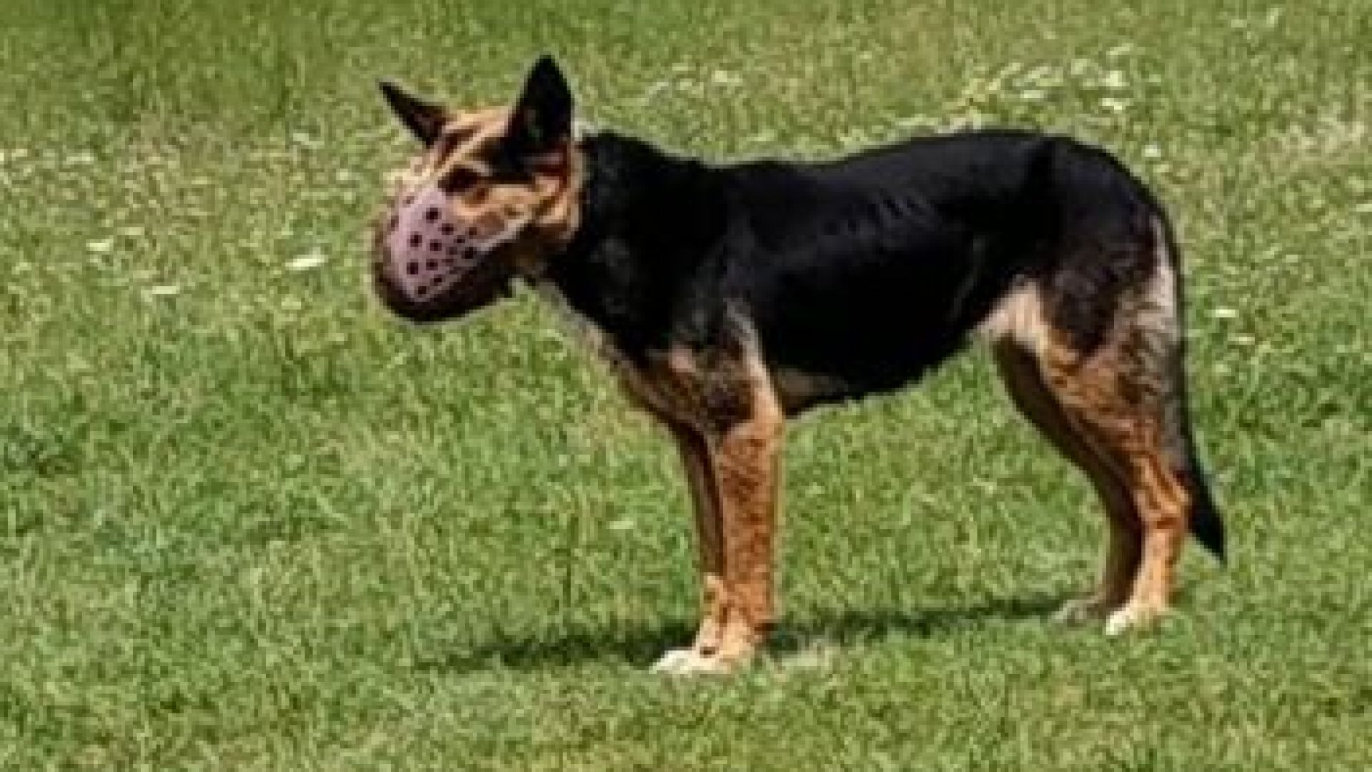 Куче с намордник обикаля около Карлуково а хората не могат