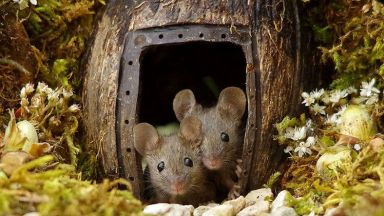 Ексцентричен фотограф строи къщички за мишки в градината си