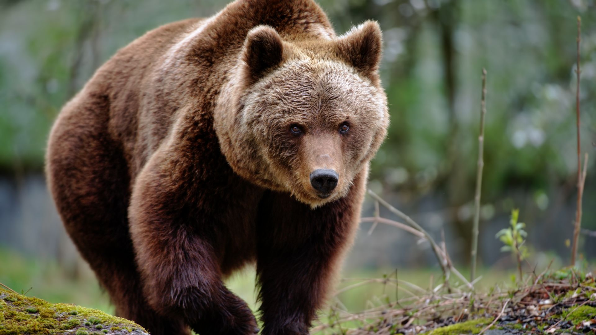 Лакома мечка напада кошери в Антон, спасителен отряд е по петите й